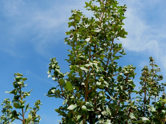 L''albero degli afidi